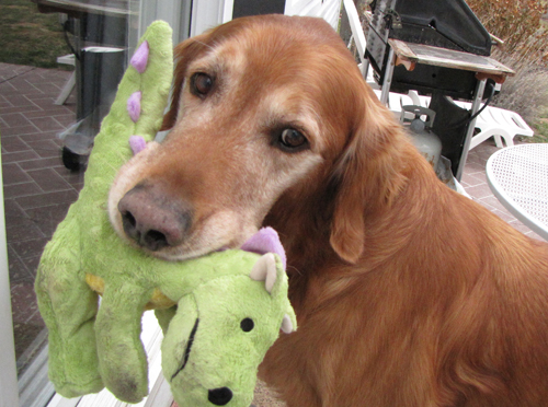 lowcountry golden retriever rescue golden retriever rescue resource golden retriever adoption policies breeds picture lowcountry golden retriever rescue golden retriever rescue resource golden retriever adoption policies breeds picture