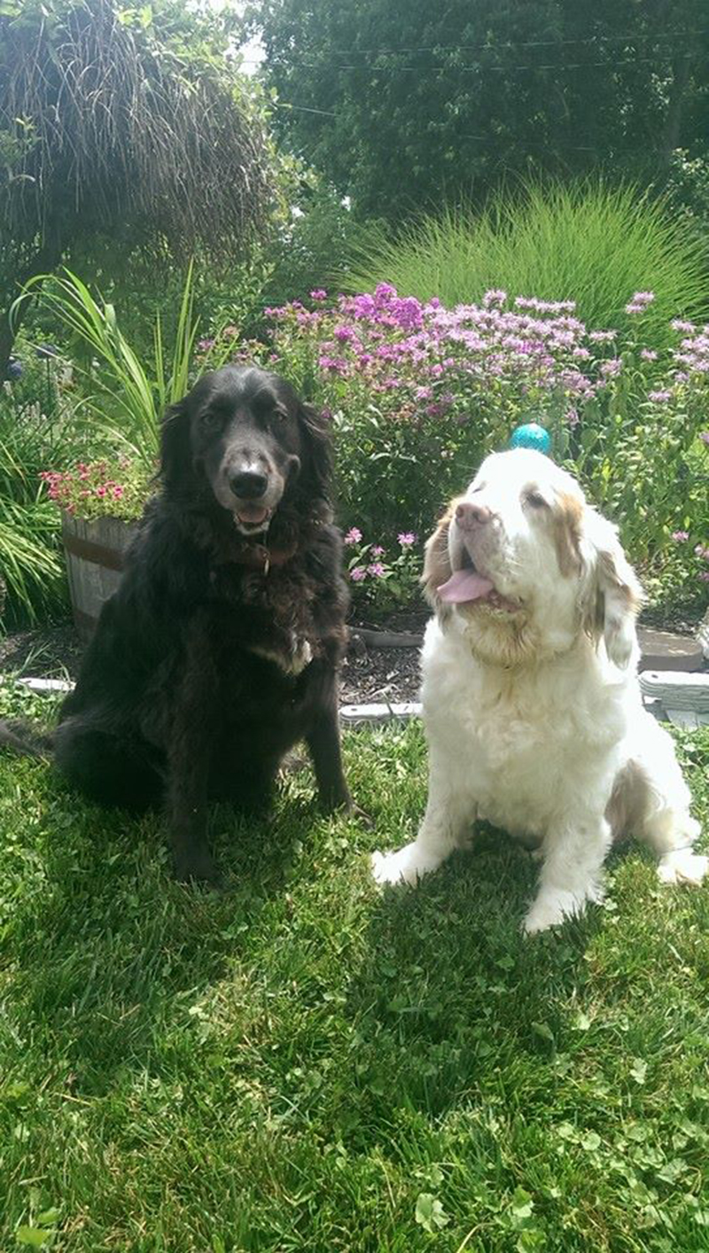 golden retriever photo contest golden retriever rescue resource annual calendar photo contest golden retriever photo contest golden retriever rescue resource annual calendar photo contest
