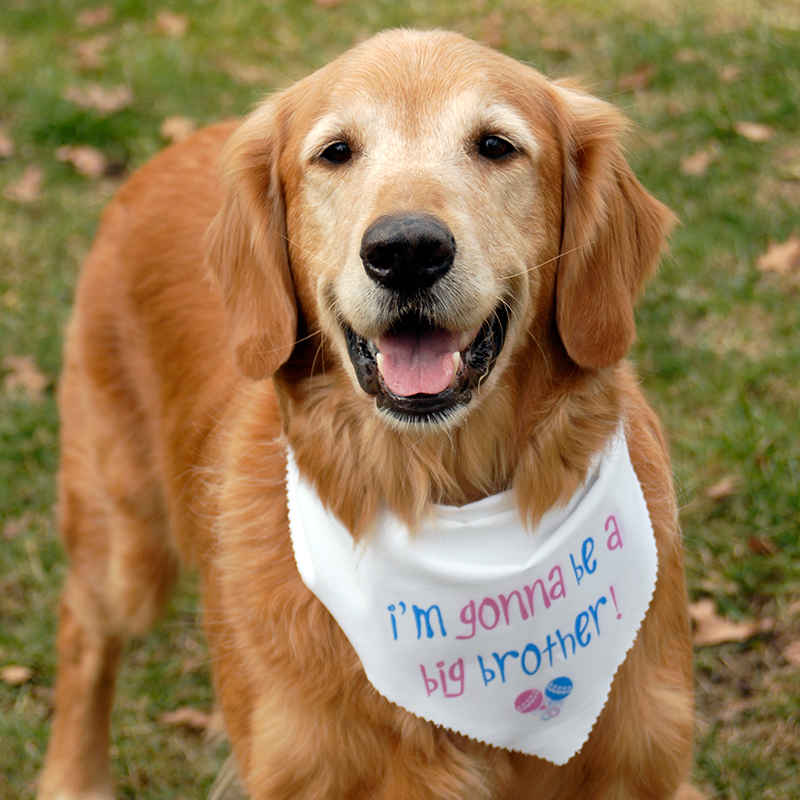 golden retriever rescue golden retriever rescue resource annual calendar photo contest golden retriever rescue golden retriever rescue resource annual calendar photo contest