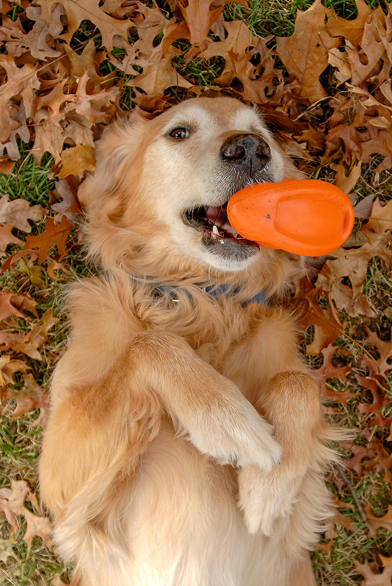 golden retriever photo contest golden retriever rescue resource annual calendar photo contest golden retriever photo contest golden retriever rescue resource annual calendar photo contest