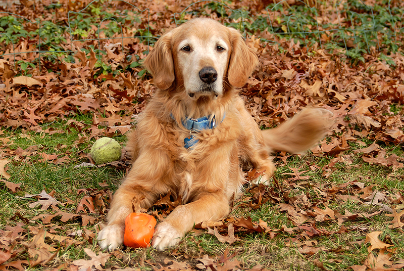 golden retriever rescue of illinois golden retriever rescue resource toledo adoptions design bild golden retriever rescue of illinois golden retriever rescue resource toledo adoptions design bild