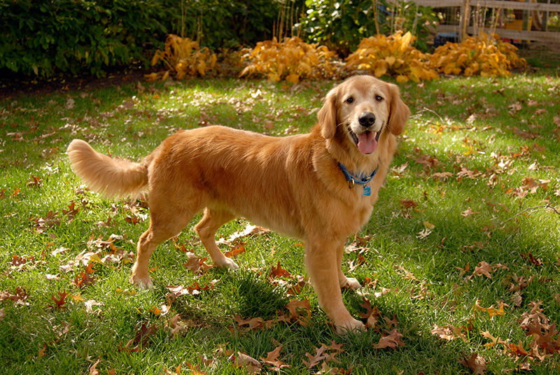 golden retriever contest golden retriever rescue resource annual calendar photo contest golden retriever contest golden retriever rescue resource annual calendar photo contest