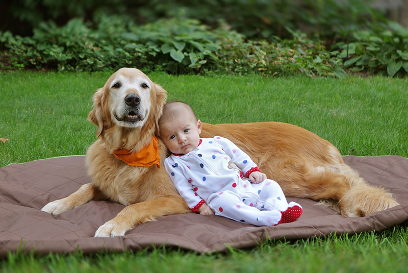 golden retriever photo contest golden retriever rescue resource annual calendar photo contest golden retriever photo contest golden retriever rescue resource annual calendar photo contest