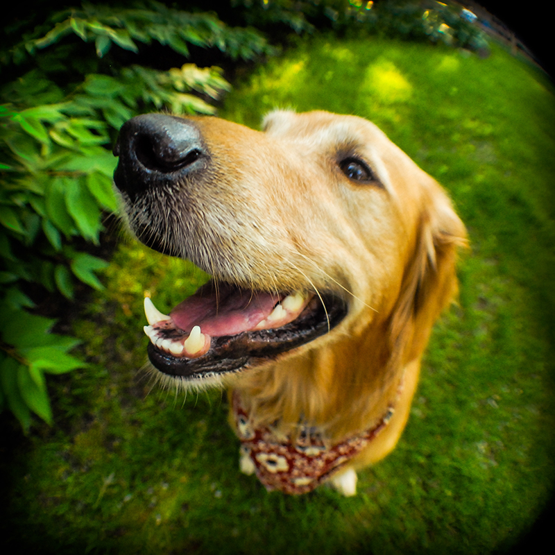 where to adopt a golden retriever golden retrievers for adoption adopt a golden retriever breeds picture where to adopt a golden retriever golden retrievers for adoption adopt a golden retriever breeds picture