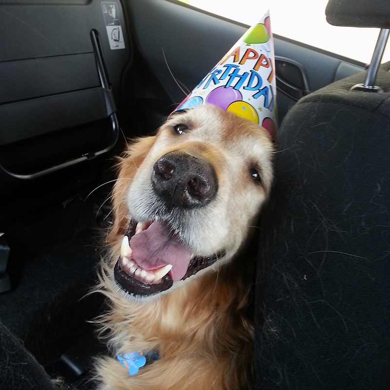 golden retriever photo contest golden retriever rescue resource annual calendar photo contest golden retriever photo contest golden retriever rescue resource annual calendar photo contest