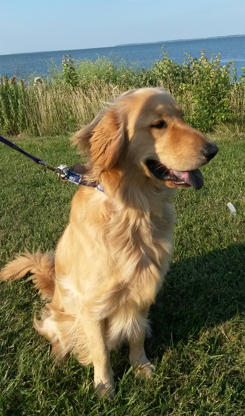 golden retriever contest golden retriever rescue resource annual calendar photo contest golden retriever contest golden retriever rescue resource annual calendar photo contest