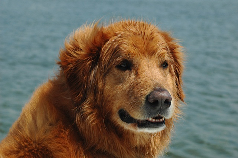 golden retriever contest golden retriever rescue resource annual calendar photo contest golden retriever contest golden retriever rescue resource annual calendar photo contest