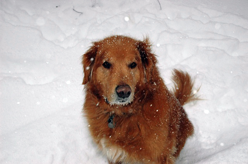 golden retriever photo contest golden retriever rescue resource annual calendar photo contest golden retriever photo contest golden retriever rescue resource annual calendar photo contest