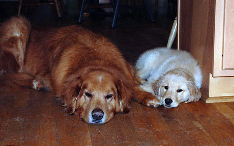 golden retriever photo contest golden retriever rescue resource annual calendar photo contest golden retriever photo contest golden retriever rescue resource annual calendar photo contest