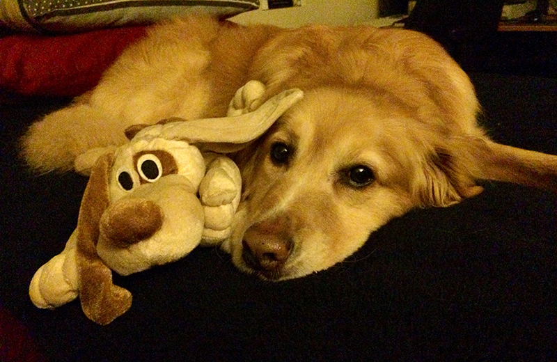 golden retriever photo contest golden retriever rescue resource annual calendar photo contest golden retriever photo contest golden retriever rescue resource annual calendar photo contest