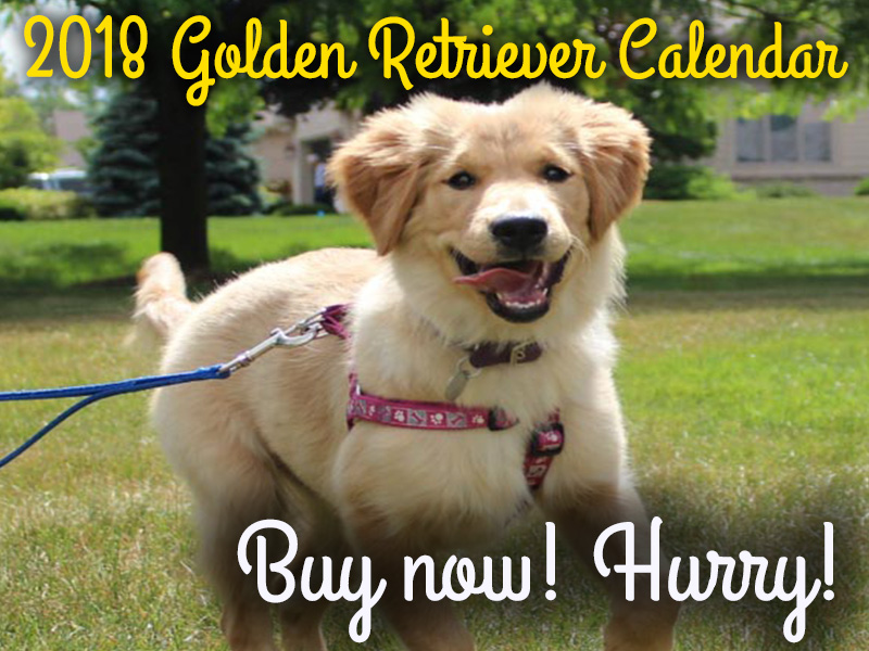 indiana golden retriever rescue golden retriever rescue resource golden retriever adoptions toledo indiana golden retriever rescue golden retriever rescue resource golden retriever adoptions toledo