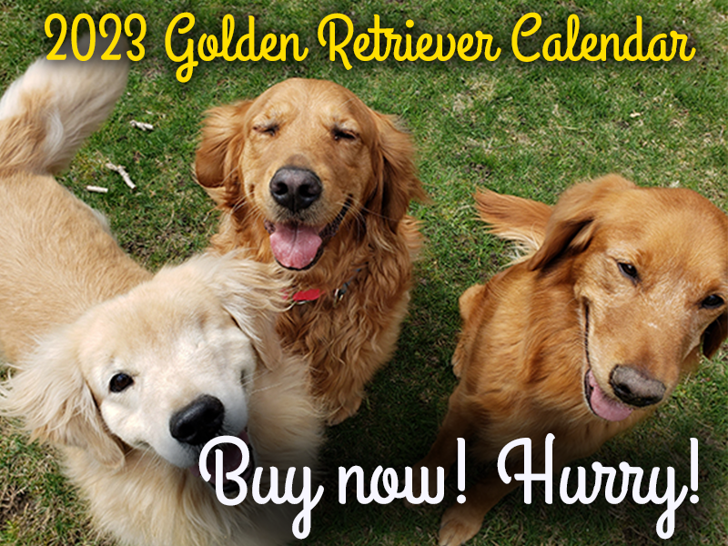 golden retriever rescue missouri golden retriever rescue resource golden retriever adoptions breeds picture golden retriever rescue missouri golden retriever rescue resource golden retriever adoptions breeds picture