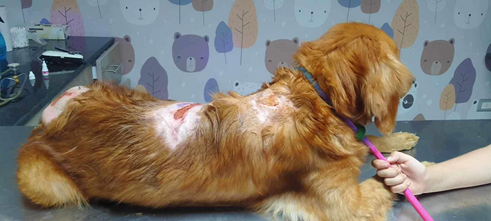 Bianca after being stabbed. A golden retriever for adoption from GRRR.