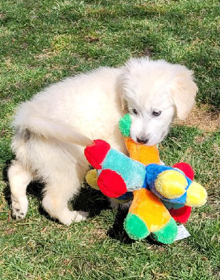 Aspen is an English Cream Golden Retriever puppy for adoption from Golden Retriever Rescue Resource, serving Ohio, Michigan and Indiana.