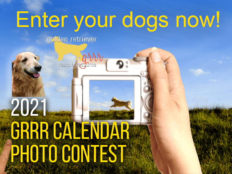 golden retriever contest golden retriever rescue resource golden retriever adoptions toledo golden retriever contest golden retriever rescue resource golden retriever adoptions toledo
