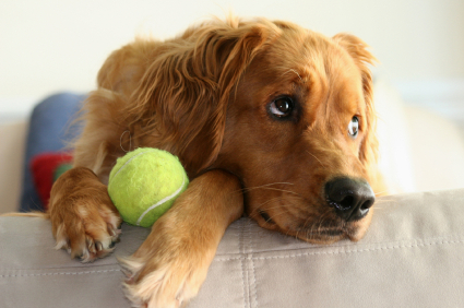 Sad golden retriever waiting to be adopted. Golden Retrievers for adoption from Golden Retriever Rescue Resource in Toledo OH.