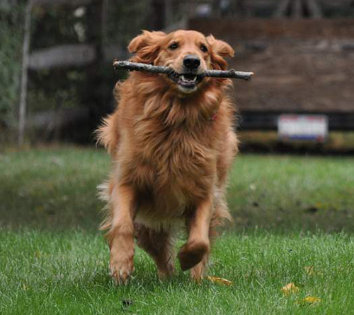 lowcountry golden retriever rescue golden retriever rescue resource golden retriever adoption policies breeds picture lowcountry golden retriever rescue golden retriever rescue resource golden retriever adoption policies breeds picture