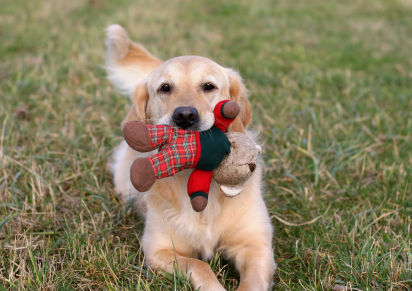 golden retriever with stuffed toy