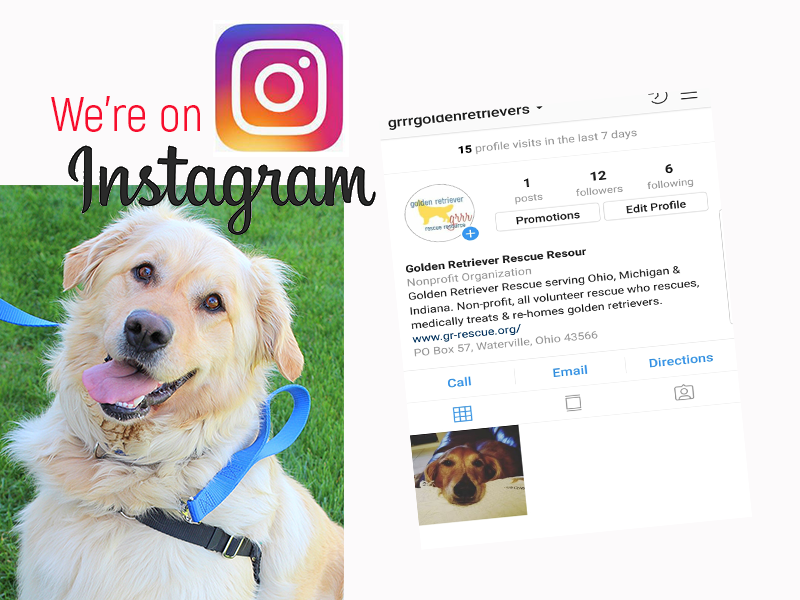Follow Golden Retriever Rescue Resource on Instagram @grrrgoldenretrievers. Golden Retriever Rescue Resource, serving Ohio, Michigan and Indiana.