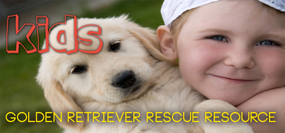 golden retriever rescue kansas adoptions florida golden retriever rescue autos post golden retriever rescue kansas adoptions florida golden retriever rescue autos post