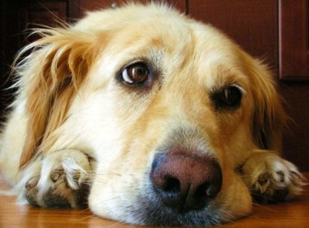 golden retriever rescue golden retriever rescue resource annual calendar photo contest golden retriever rescue golden retriever rescue resource annual calendar photo contest