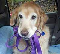 senior golden retriever dog