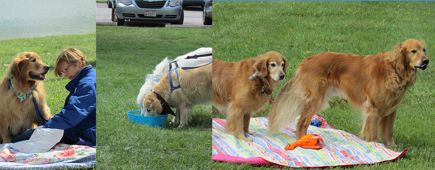different colored golden retrievers golden retriever rescue resource toledo special events different colored golden retrievers golden retriever rescue resource toledo special events