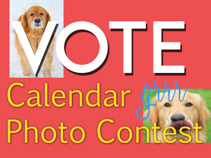 Golden Retriever Rescue Resource 2017 golden retriever calendar contest entry details
