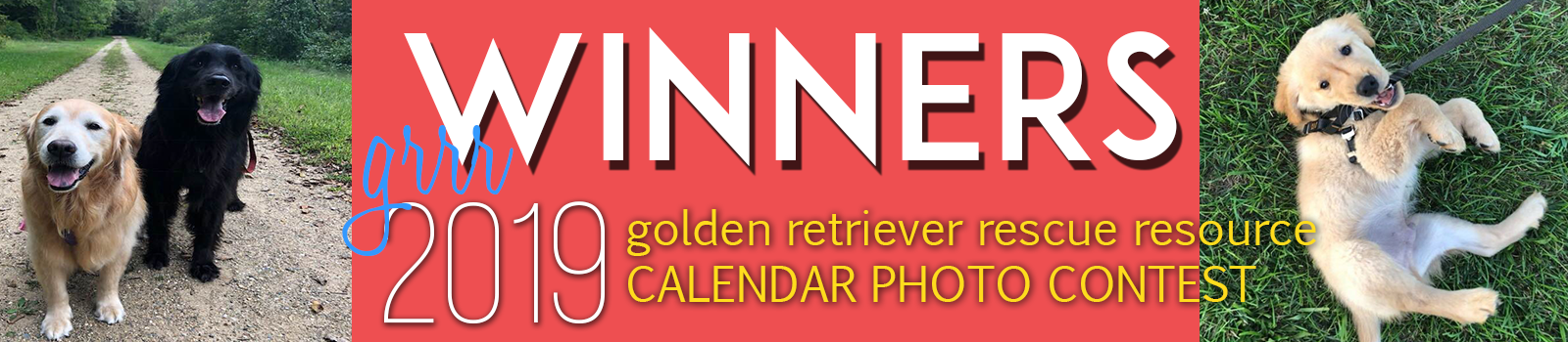 golden retriever contest golden retriever rescue resource annual calendar photo contest golden retriever contest golden retriever rescue resource annual calendar photo contest