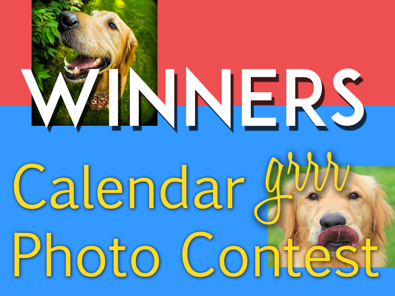 Golden Retriever Rescue Resource 2018 Golden Retriever Calendar contest winners.