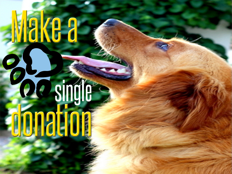 Single Donation to Golden Retriever Rescue Resource