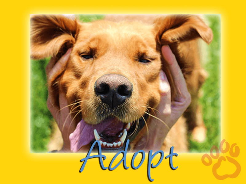 Adopt A Golden Retriever Graphic