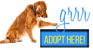 adopt a golden retriever here