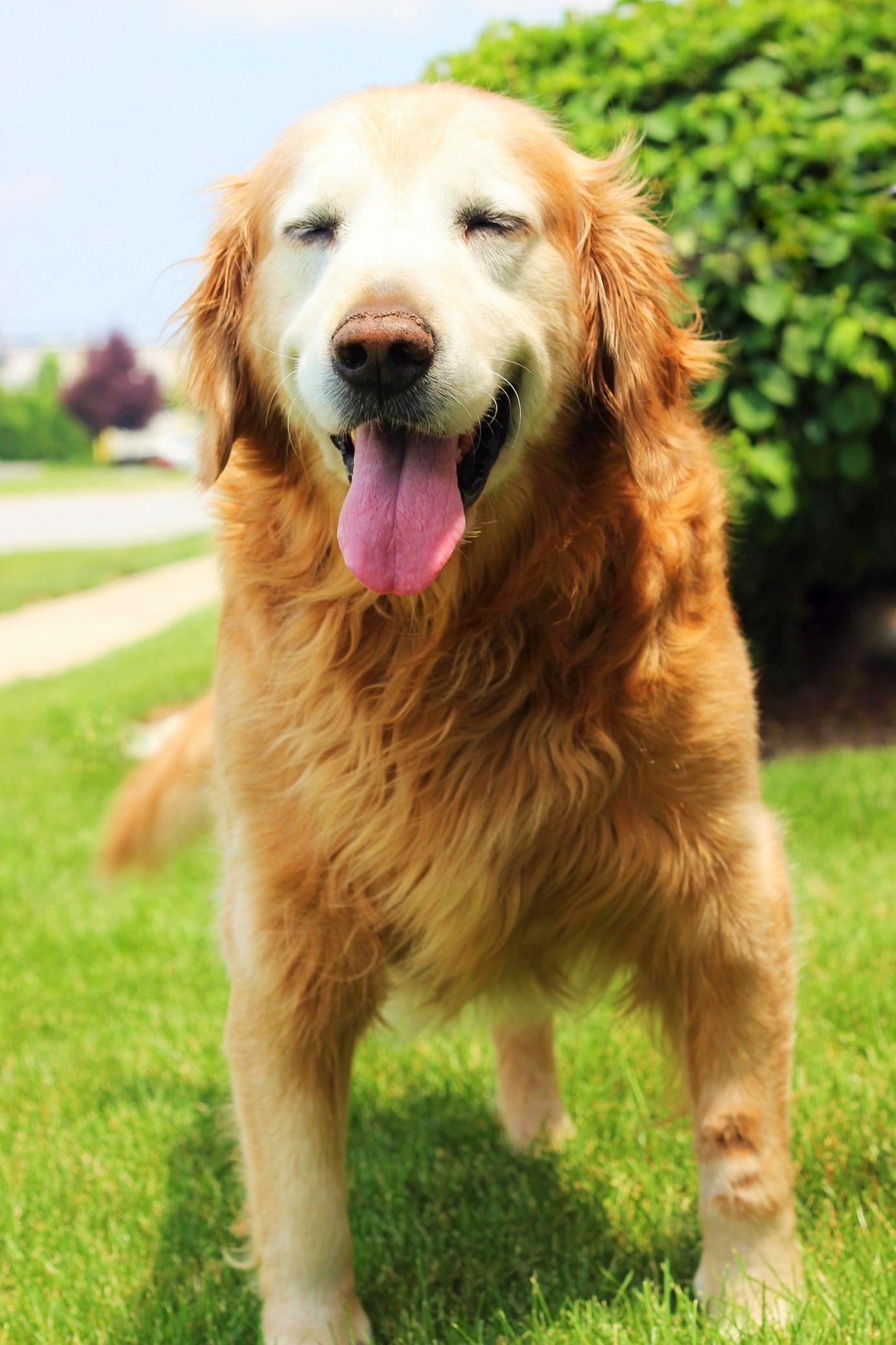 senior golden retriever rescue