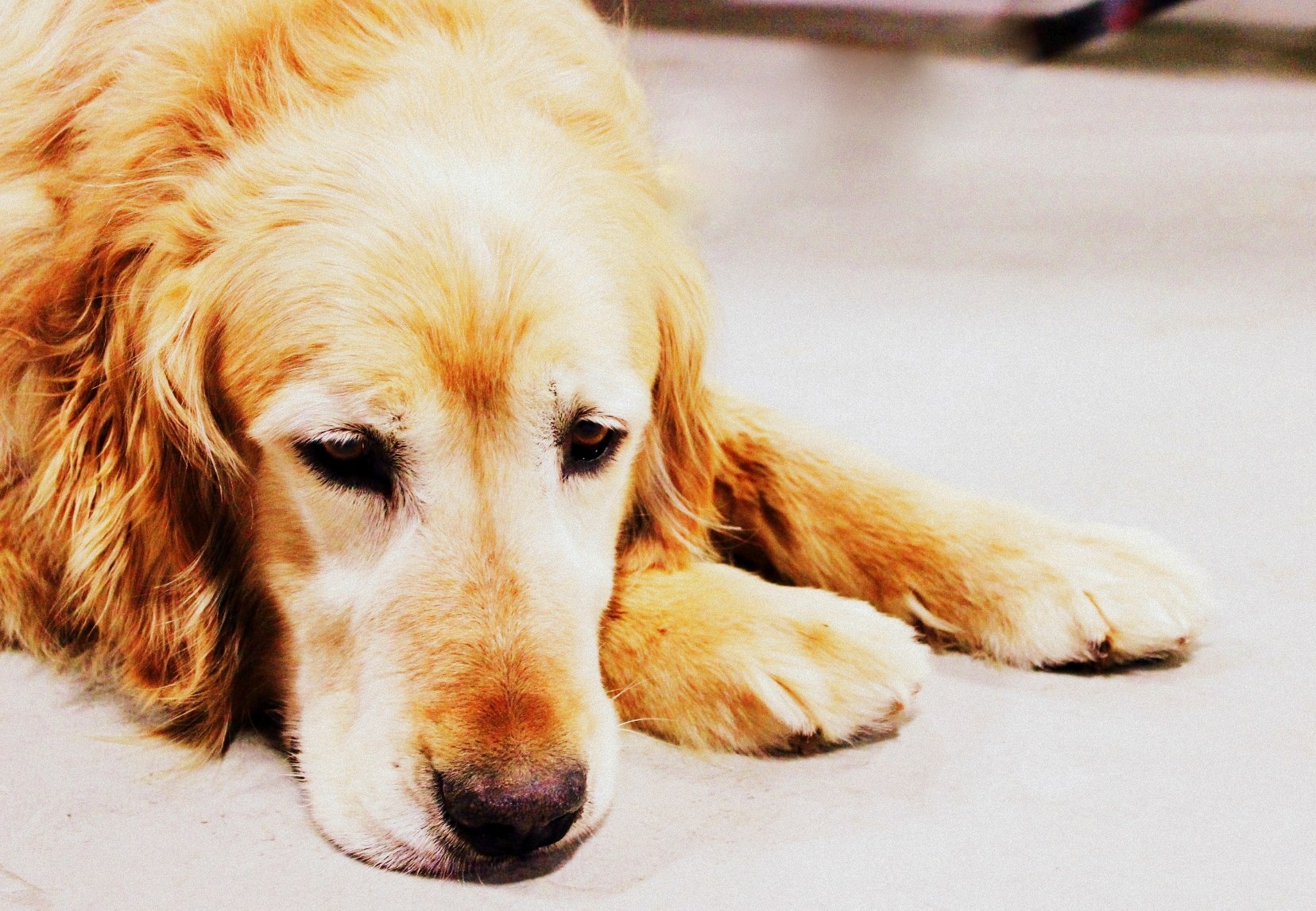 senior golden retriever rescue