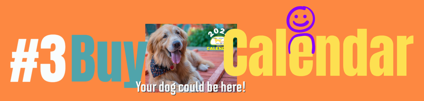 Buy a golden retriever calendar, helps the golden retrievers at GRRR.