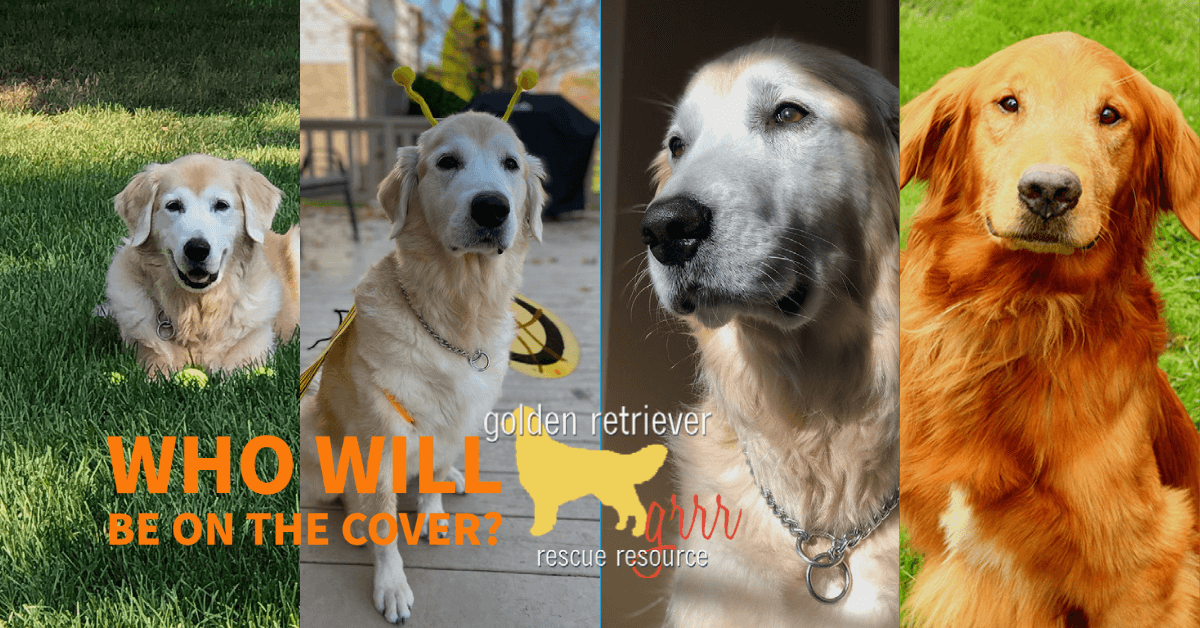 Enter your golden retriever to be on the cover of our golden retriever calendar