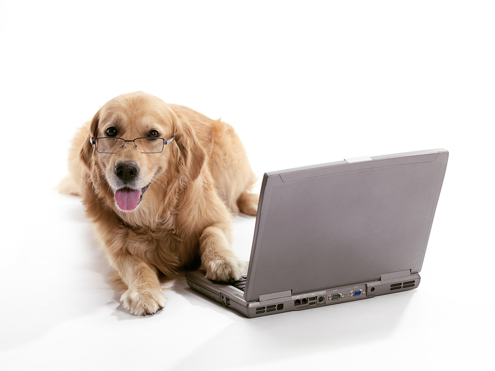 golden retriever working on laptop computer