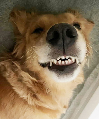 Nala smiling, a beautiful golden retriever for adoption from Golden Retriever Rescue Resource