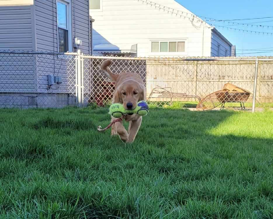 Macy a golden retriever puppy for adoption from Golden Retriever Rescue Resource.