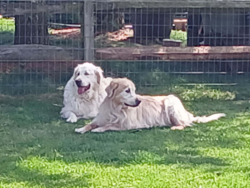 Mo and Daisy, two golden retrievers bonded pair for adoption from GRRR in Toledo Ohio