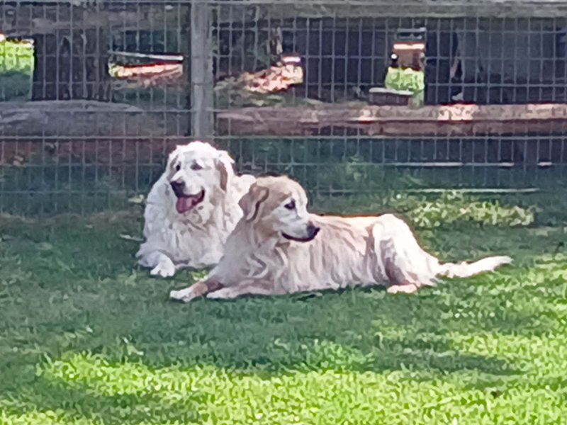 Golden Retriever Rescue Resource Toledo Dog Adoption 27