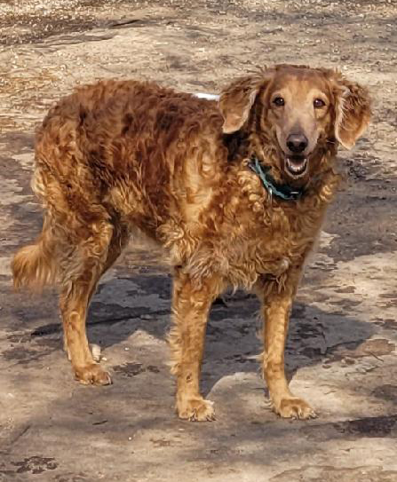 Scarlett, a golden doodle for adoption from GRRR, Golden Retriever Rescue Resource in Toledo OH.