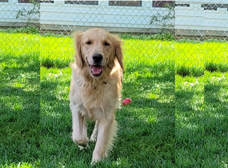 Charlotte is a golden retriever for adoption from Golden Retriever Rescue Resource