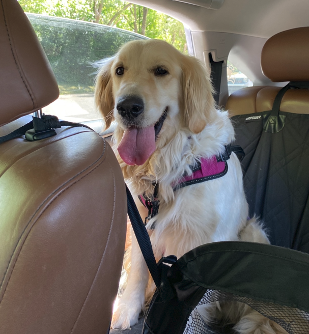 Clover on a car ride. A Golden Retriever for adoption for families in Ohio, Michigan and Indiana.