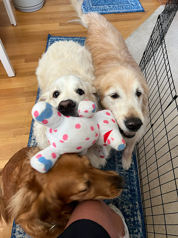 Mo and Daisy, two golden retrievers bonded pair for adoption from GRRR in Toledo Ohio