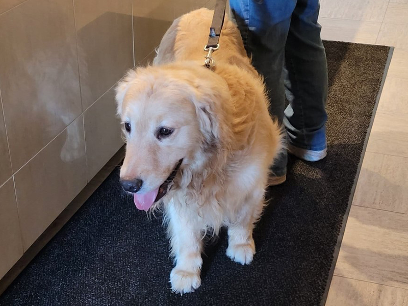 Duke is a golden retriever for adoption at www.gr-rescue.org