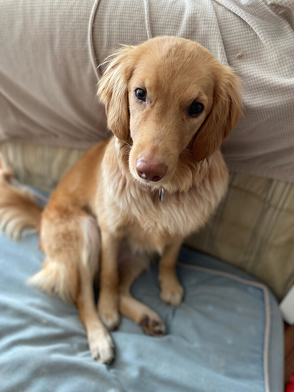 Honey is a rescued golden retriever from a puppy mill, available for adoption from Golden Retriever Rescue Resource, serving Ohio, Michigan and Indiana.