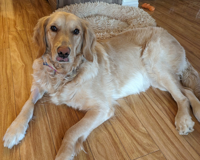 Golden Retriever Rescue Resource Golden Retriever For Adoption 42