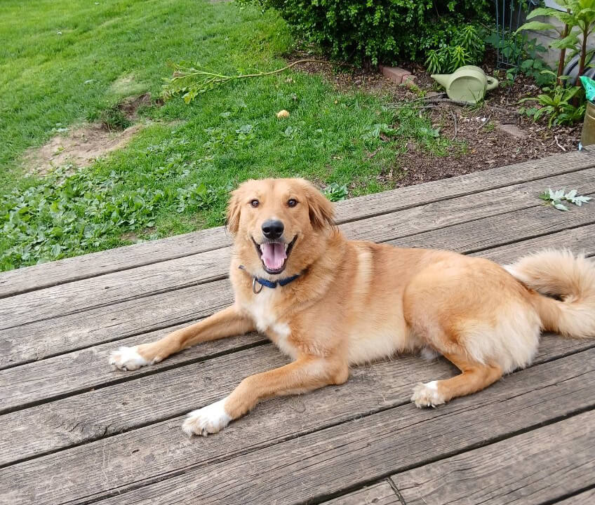 Pilot Adopt A Golden Retriever Golden Retriever Rescue Resource